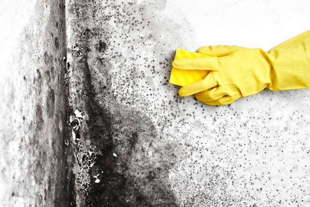 Professional Mold Remediation in St Robert, MO