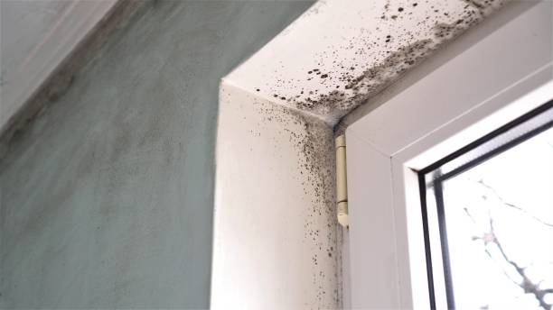 Best Post-Flood Mold Remediation in St Robert, MO