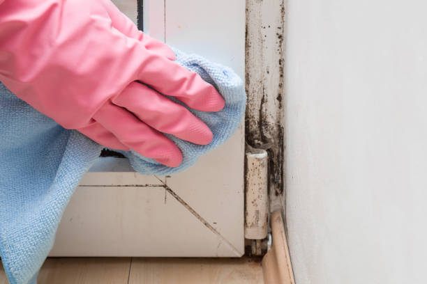 Best Residential Mold Remediation in St Robert, MO