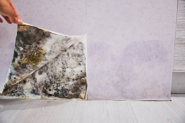 Best Health and Safety Mold Remediation in St Robert, MO